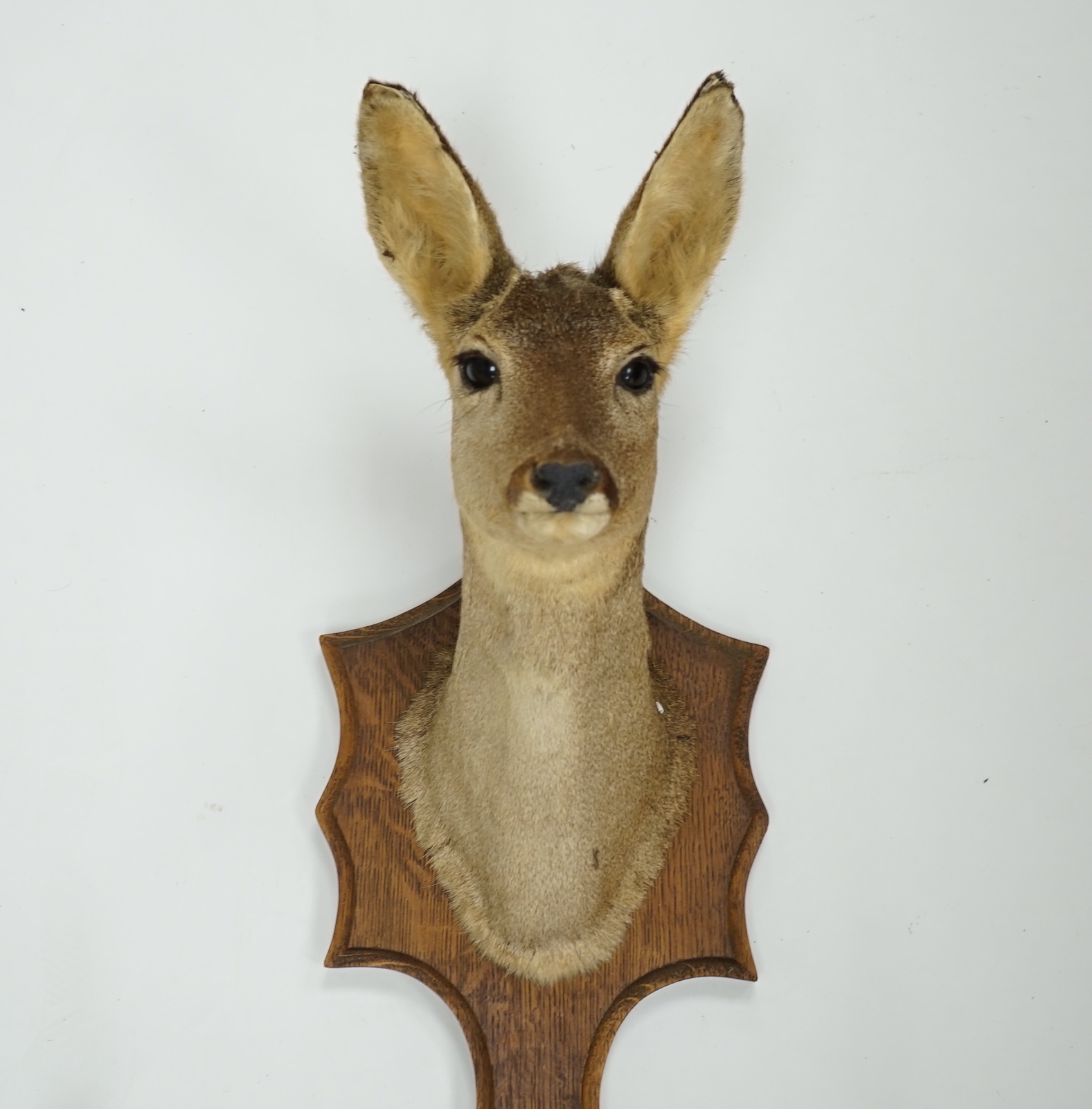 A taxidermic deer head with four hooves in the form of a coat hook, 80cm high